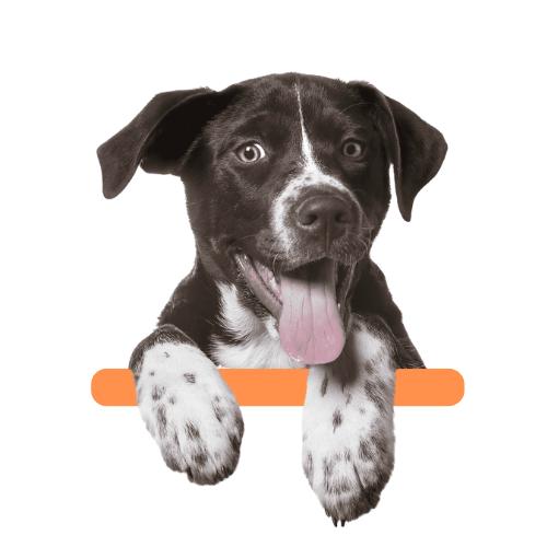 Cães