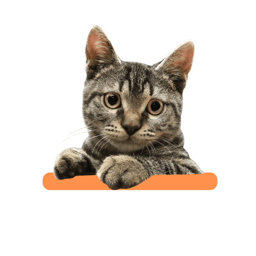 Gatos